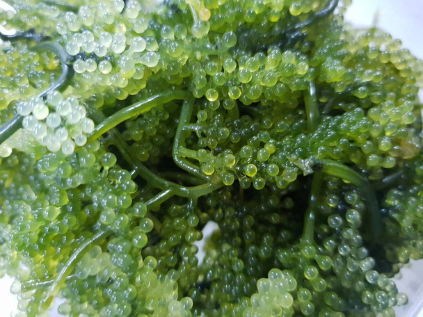 Enfoque suave de las uvas de mar o caviar verde como fondo (Lelato, Ararusip, Lato, Umi-budou, algas, lentillifera), alta nutrición, concepto de alimentos saludables, vista superior  - Foto, imagen