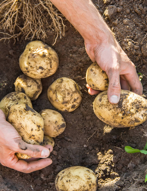 βιολογικά σπιτικά λαχανικά στα χέρια των αρσενικών πατάτας. - Φωτογραφία, εικόνα