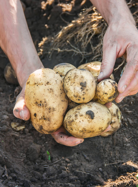 organiczne domowe warzywa w rękach męskich ziemniaków. - Zdjęcie, obraz