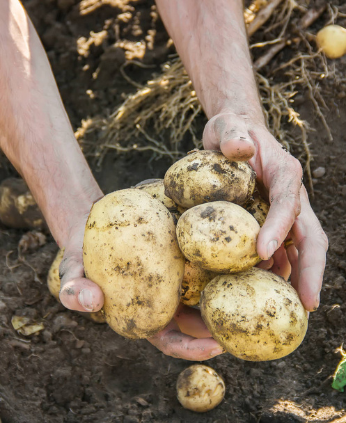 органические домашние овощи в руках мужского картофеля
. - Фото, изображение