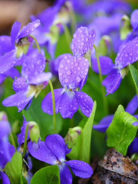 Фиолетовые цветы (Viola odorata). Весенние цветы с каплей росы
 - Фото, изображение
