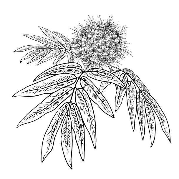 Ashoka. Realistic medicinal plant. Branch with flowers and leave - Вектор,изображение