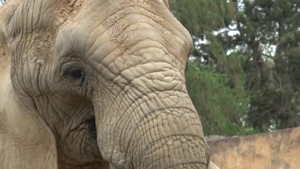 Słoń afrykański (loxodonta africana) - Materiał filmowy, wideo