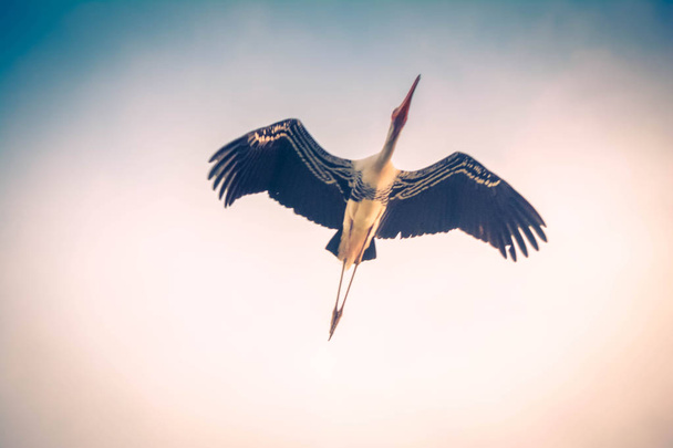 Cegonha pintada voando alto no céu
 - Foto, Imagem