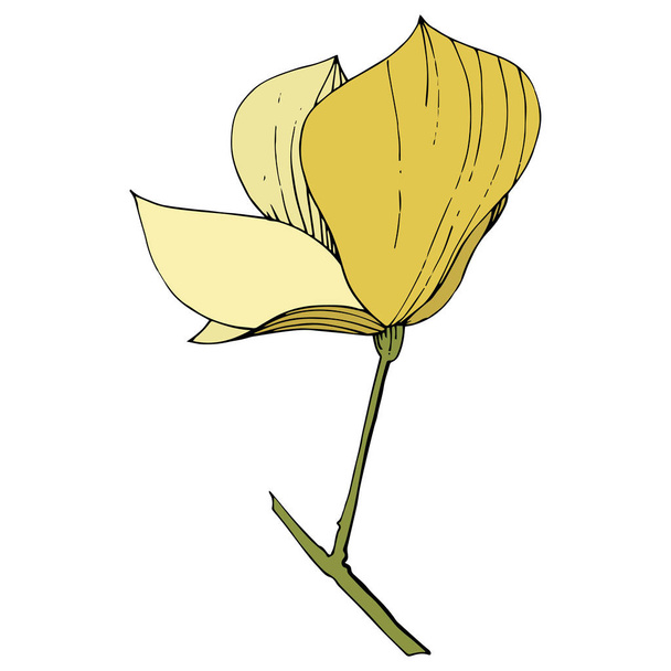 Vector Magnolia foral botanical flowers. Yellow engraved ink art. Isolated magnolia illustration element. - Vektör, Görsel