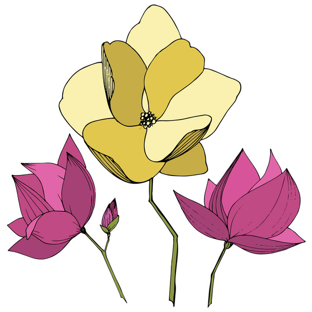 Vektör Magnolia foral botanik çiçekler. Mor ve sarı oyma mürekkep sanatı. İzole manolya illüstrasyon elemanı. - Vektör, Görsel