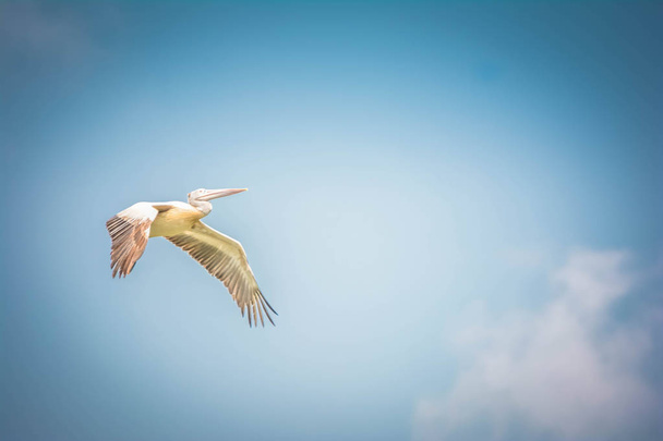 Šedý Heron plující vysoko na obloze - Fotografie, Obrázek