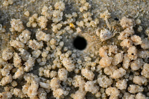 Дуже крихітний пісок бублик Краби
 - Фото, зображення