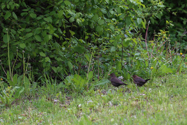 Blackbird caminha uma jovem garota em um prado
 - Foto, Imagem
