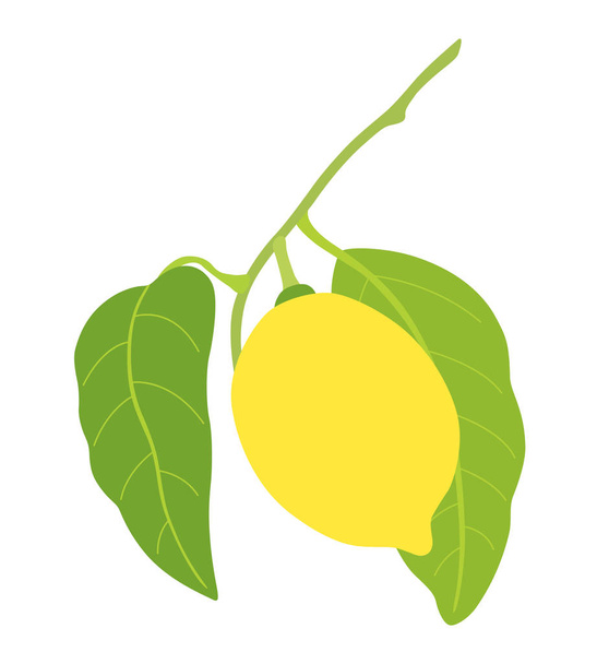 lemon with two leaves isolated on white background - Vektori, kuva