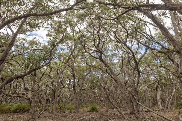 Sombra que proporciona bosque esclerófilo en Australia
. - Foto, Imagen