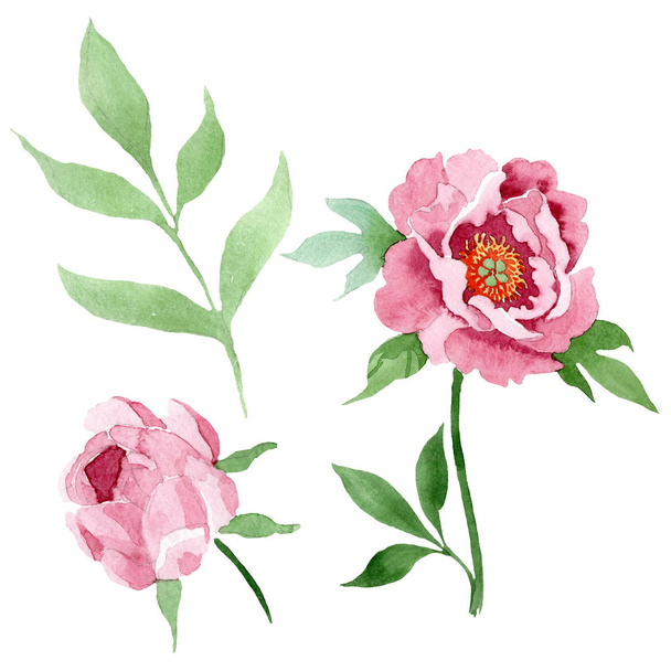 Dark red peony floral botanical flowers. Watercolor background illustration set. Isolated peony illustration element. - Foto, afbeelding
