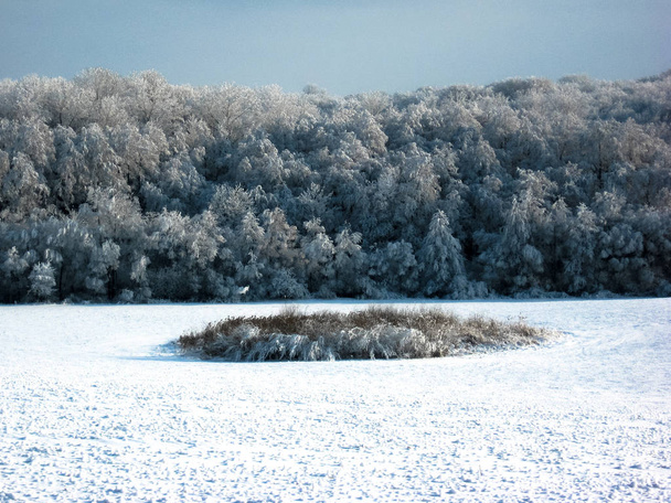 雪の野原フィールドの最後に森が見える - 写真・画像