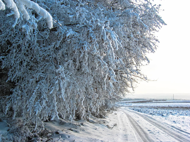 В зимнем лесу. Ветви деревьев покрыты
 - Фото, изображение