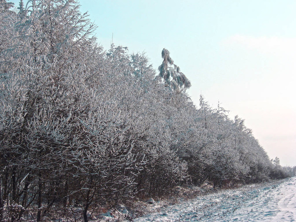 冬の森で木の枝はで覆われている - 写真・画像