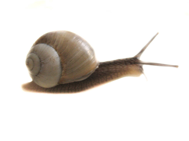 Snail isolated image on a white background - Photo, Image