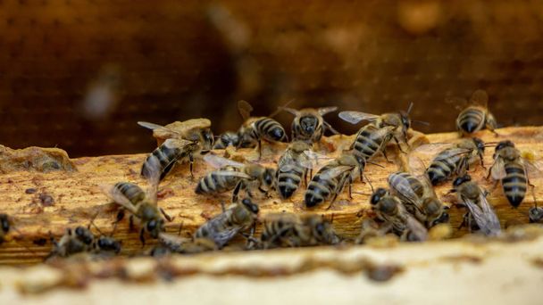 巣の中の蜂蜜細胞に働くミツバチ - 写真・画像