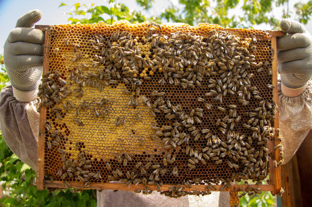 las abejas que trabajan en las células de la miel en la colmena
 - Foto, imagen