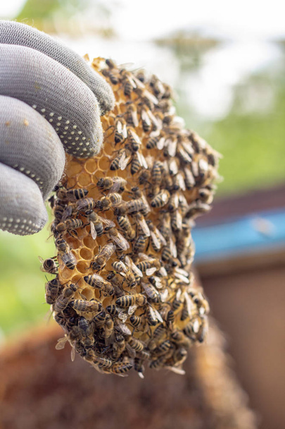 Рабочие пчелы на медовых клетках в улье
 - Фото, изображение