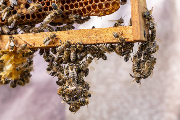 les abeilles travaillantes sur les cellules de miel dans la ruche
 - Photo, image
