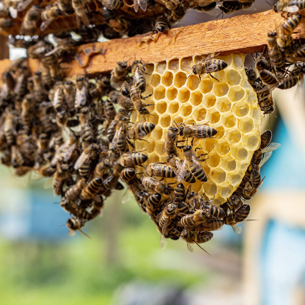 les abeilles travaillantes sur les cellules de miel dans la ruche
 - Photo, image
