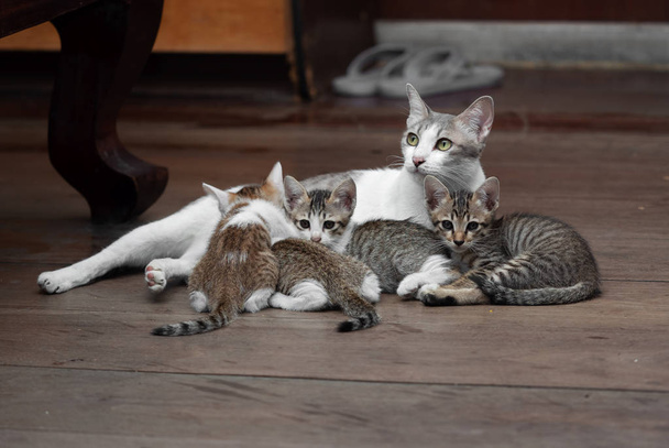 Close up Four Kittens with Mother Cat on the Floor
 - Фото, изображение