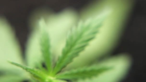 Green cannabis seedling closeup, hemp stalks in natural conditions. Marijuana concept as a universal remedy, pharmaceutical CBD oil - Footage, Video