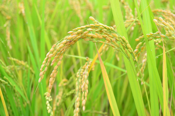 Растущее рисовое поле в Фукуоке, Япония
   - Фото, изображение