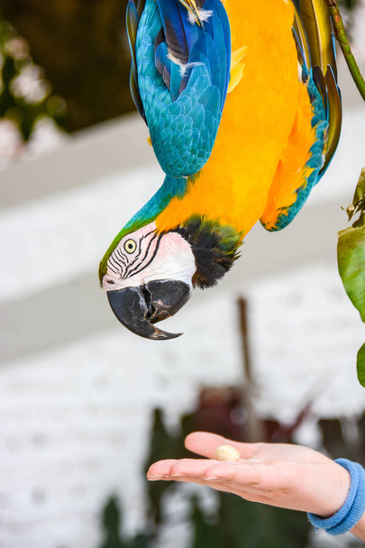 colored parrot wild - Φωτογραφία, εικόνα