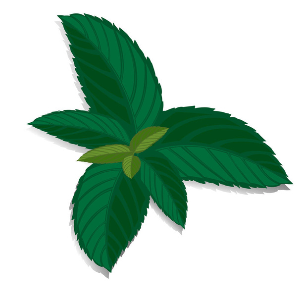 Spearmint green leaf. Vector fresh mint leaves - Vector, Image