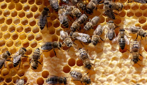 El concepto de apicultura, la textura de una célula de panal, en la que las abejas se mueven y trabajan. suelo trasero
 - Foto, Imagen