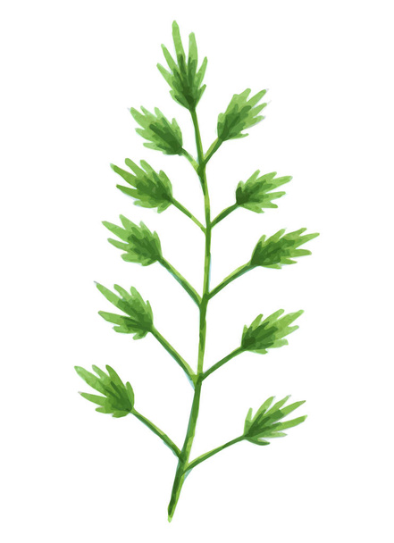 Designové prvky vektorové sada sbírku umění listí zelené zelení přírodní listy byliny v akvarelu stylu. Dekorativní krásu elegantní ilustrace pro design. - Vektor, obrázek