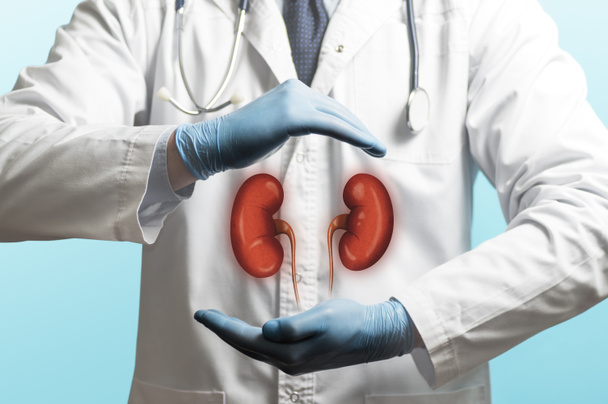 白のコートと彼の手の上の腎臓の医者のイメージ。健康な腎臓の概念. - 写真・画像