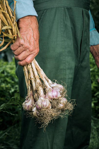 Organic vegetables. Fresh organic garlic in the hands of farmers - Fotoğraf, Görsel