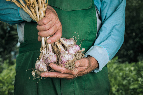 Organic vegetables. Fresh organic garlic in the hands of farmers - Photo, image