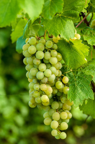 Ramo de uvas en una vid en el sunchine. Las uvas vitivinícolas
. - Foto, imagen