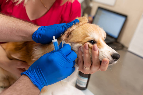 Veterinary doctors exam little corgi dog in manipulation room of - Valokuva, kuva