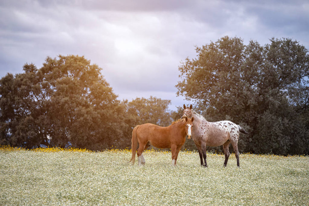 晴れた日の馬のカップル - 写真・画像