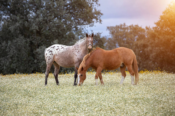 Couple of horses in a sunny day - Valokuva, kuva