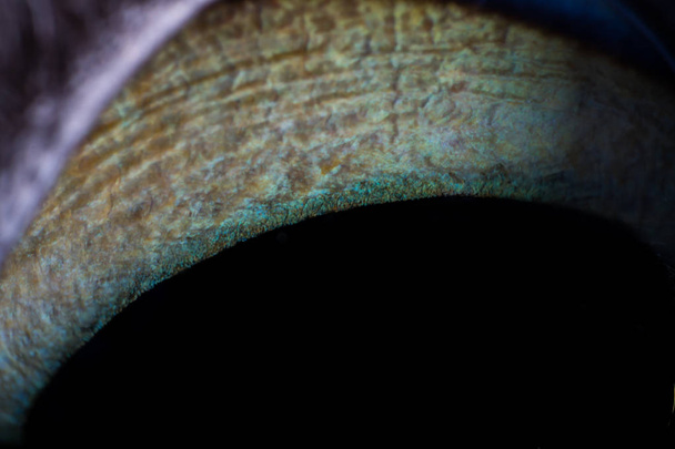 bir kedi gözü aşırı makro, iris ve göz bebeği detay bir parçası - Fotoğraf, Görsel