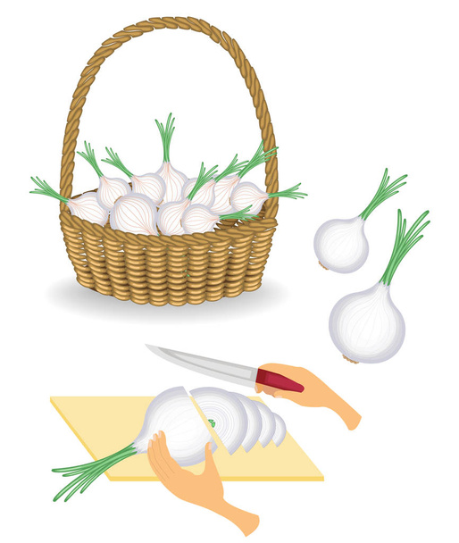 Coleção. A colheita de cebola guarda-se em um cesto. Legumes cortados com uma faca no tabuleiro, preparar comida. Conjunto de ilustrações vetoriais
 - Vetor, Imagem