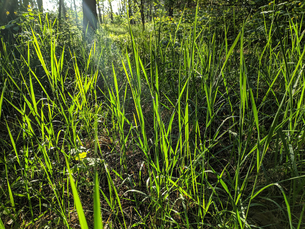 ranní rosa v trávě, sluneční paprsky v trávě - Fotografie, Obrázek