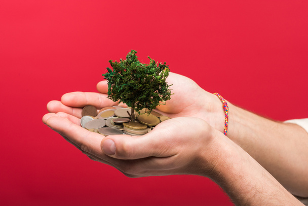 Cropped view of man holding money tree and coins On pink - 写真・画像