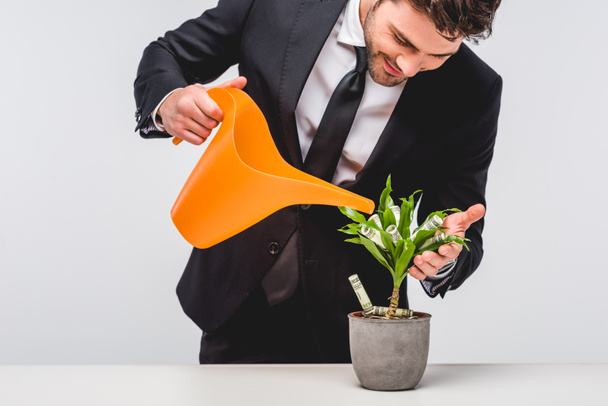 Geschäftsmann im Anzug gießt Pflanze mit Geld isoliert auf grau - Foto, Bild