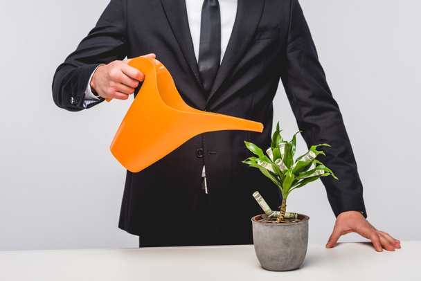 Cropped view of businessman in suit watering plant with money isolated on grey - Foto, Imagem