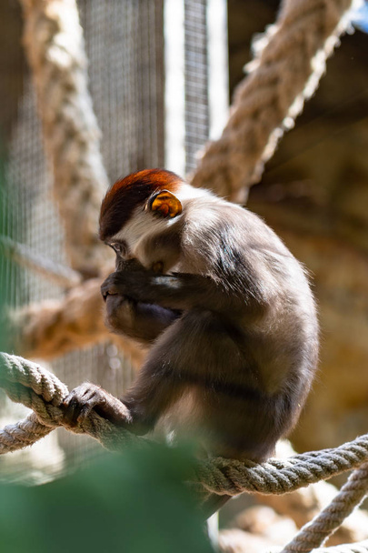 Red Capped Mangabey (Cercocebus torquatus) In Barcelona Zoo - Photo, image
