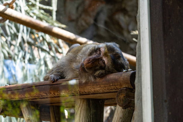 Macaco-bárbaro (Macaca sylvanus) no Zoológico de Barcelona - Foto, Imagem