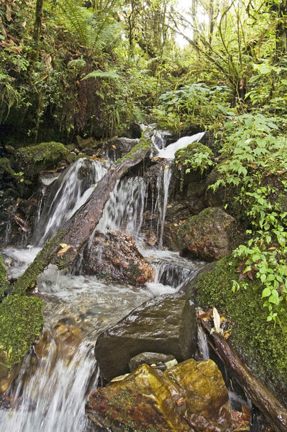 ジャングルの滝 - 写真・画像