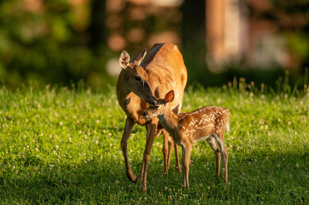 White-tailed deer fawn and doe - Fotoğraf, Görsel