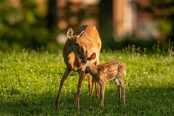 White-tailed deer fawn and doe - Foto, Imagen